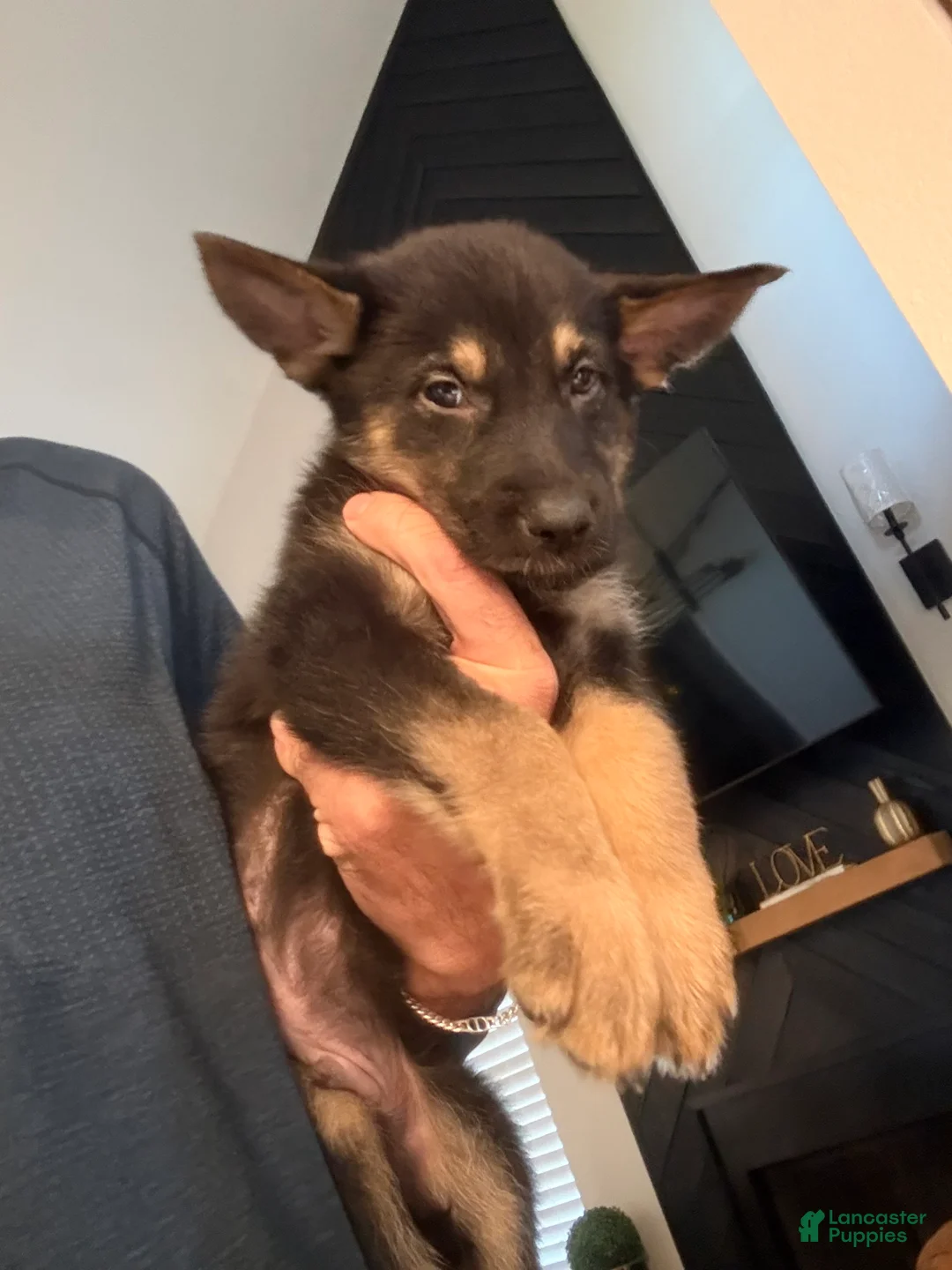 German Shepherd dogs for sale: German Shepherd 1 - Ad 1