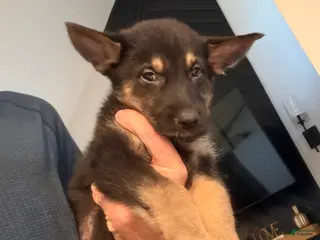 German Shepherd dogs German Shepherd 1 - Ad 1