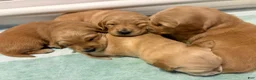 Golden Retriever dogs for sale: Orange  - Ad 3