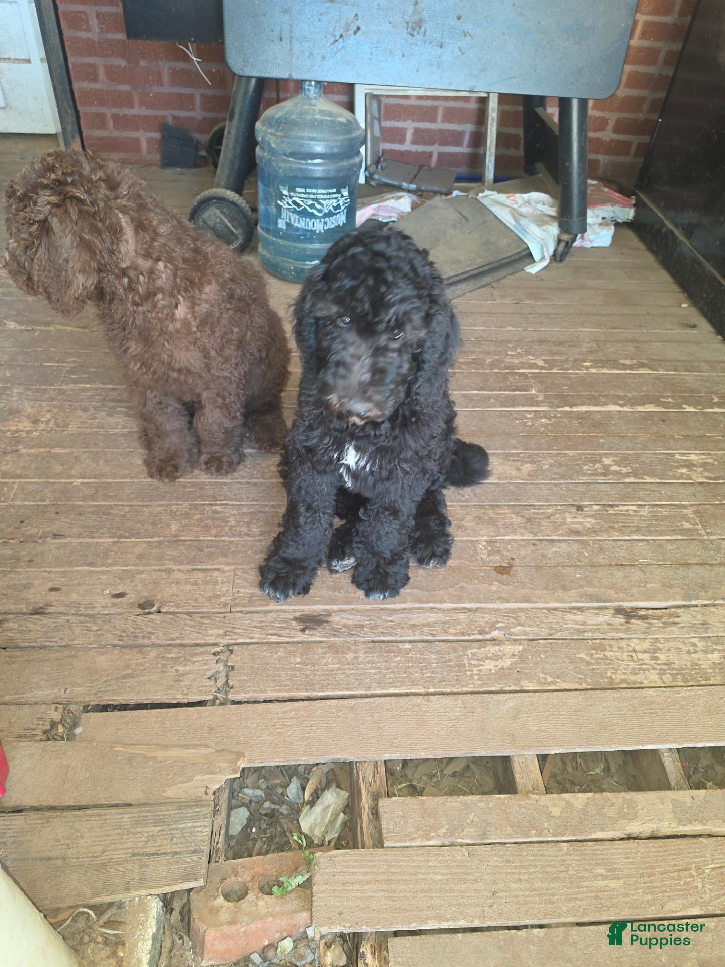 Standard Poodle dogs Standard Poodle 1 - Ad 26