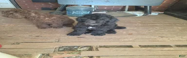 Standard Poodle 1