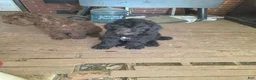 Standard Poodle dogs for sale: Standard Poodle 1 - Ad 1