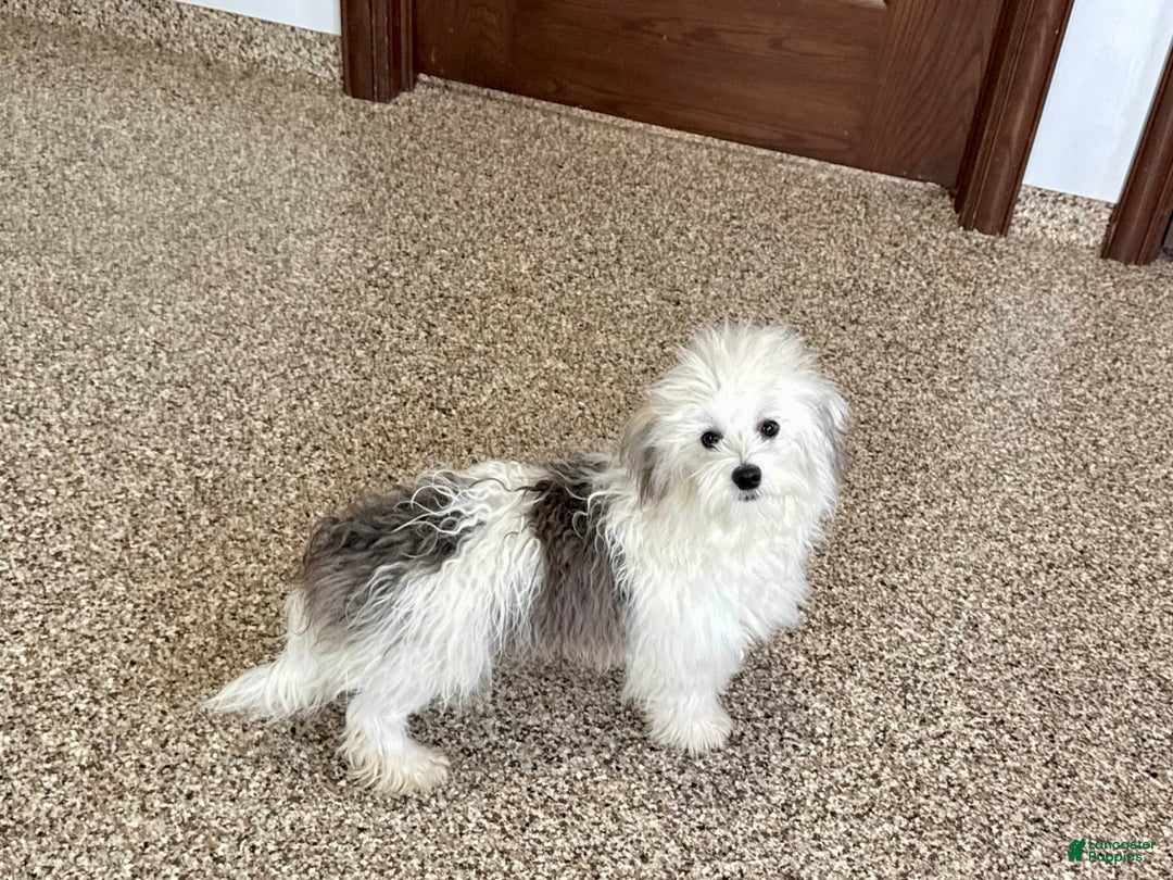 Coton De Tulear dogs for sale: Romeo - Ad 3