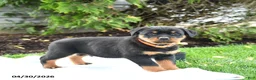 Rottweiler dogs for sale: Volt  - Ad 3
