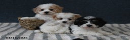 Cavachon dogs for sale: Lucy - Ad 3