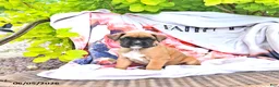 Boxer dogs for sale: Natalie - Ad 3