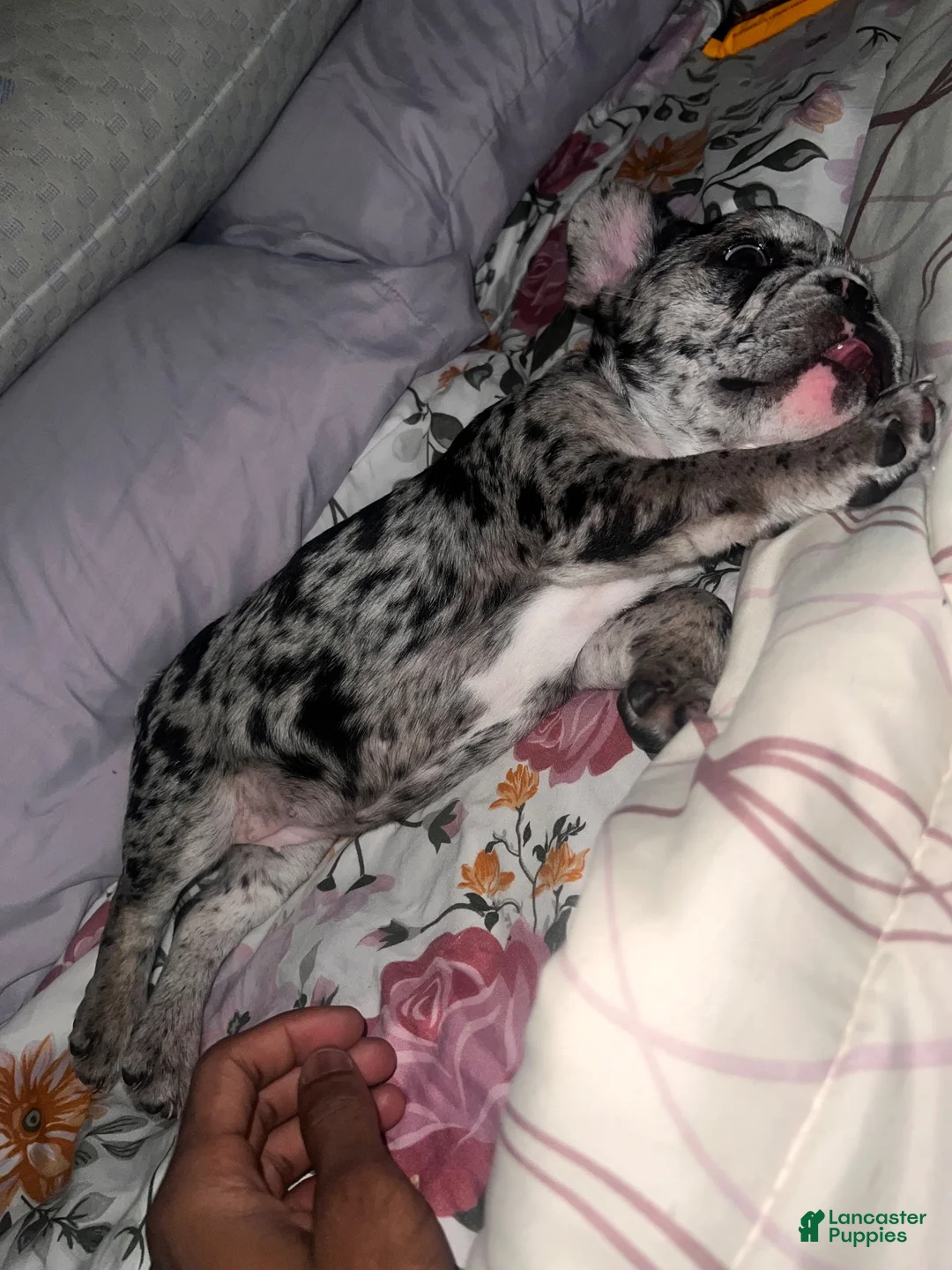 French Bulldog dogs for sale: French Bulldog 1 - Ad 2