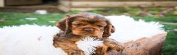 Cocker Spaniel dogs for sale: Avery - Ad 2