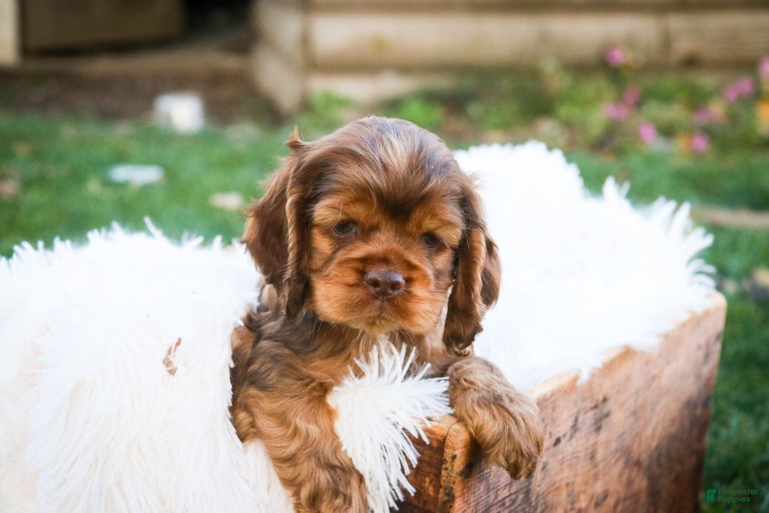 Cocker Spaniel dogs for sale: Avery - Ad 2
