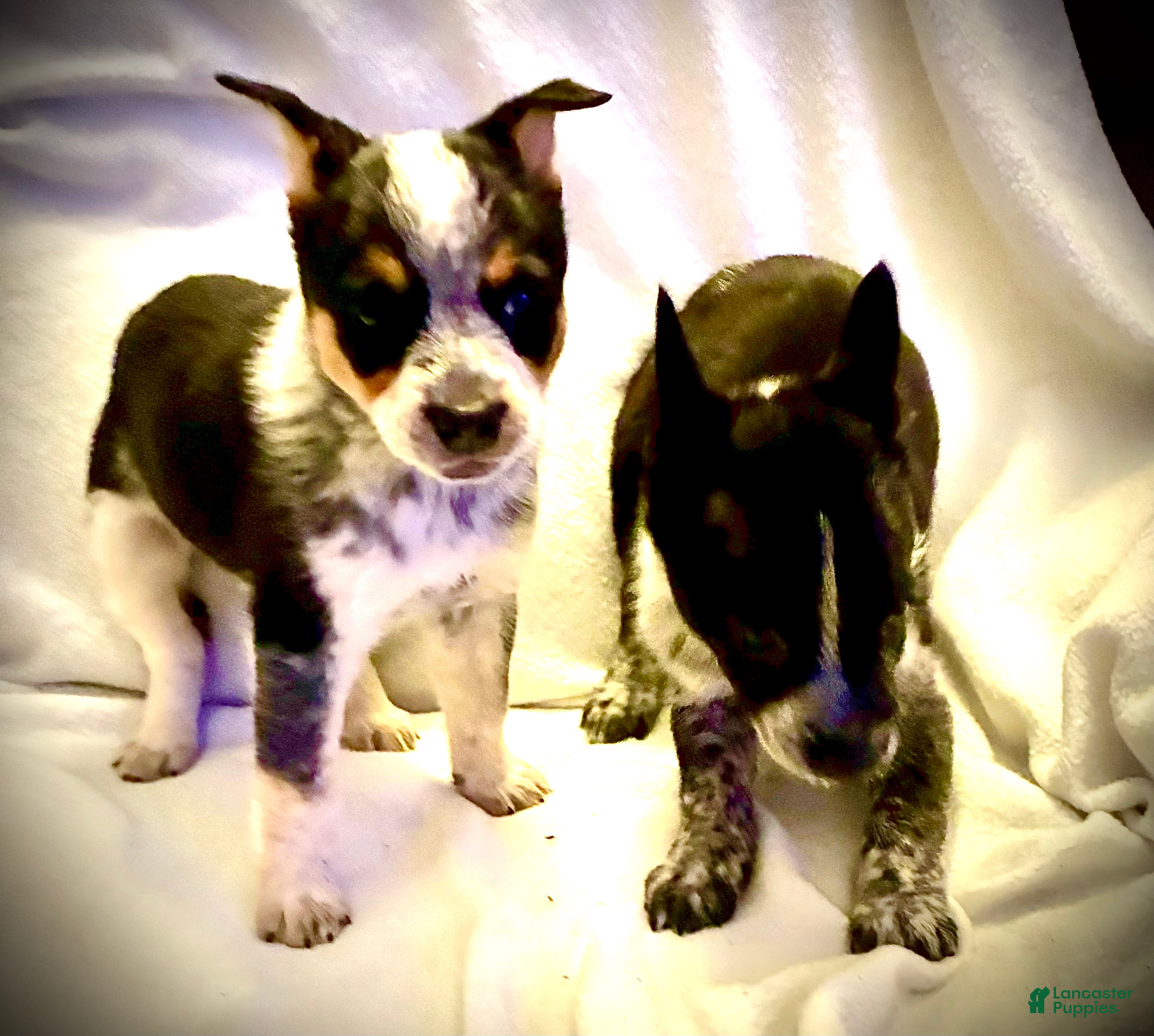 Australian Cattle Dog dogs for sale: Australian Cattle Dog 5 - Ad 7
