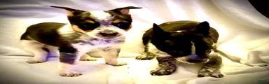 Australian Cattle Dog 5