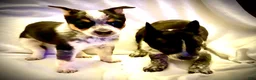 Australian Cattle Dog dogs for sale: Australian Cattle Dog 5 - Ad 1
