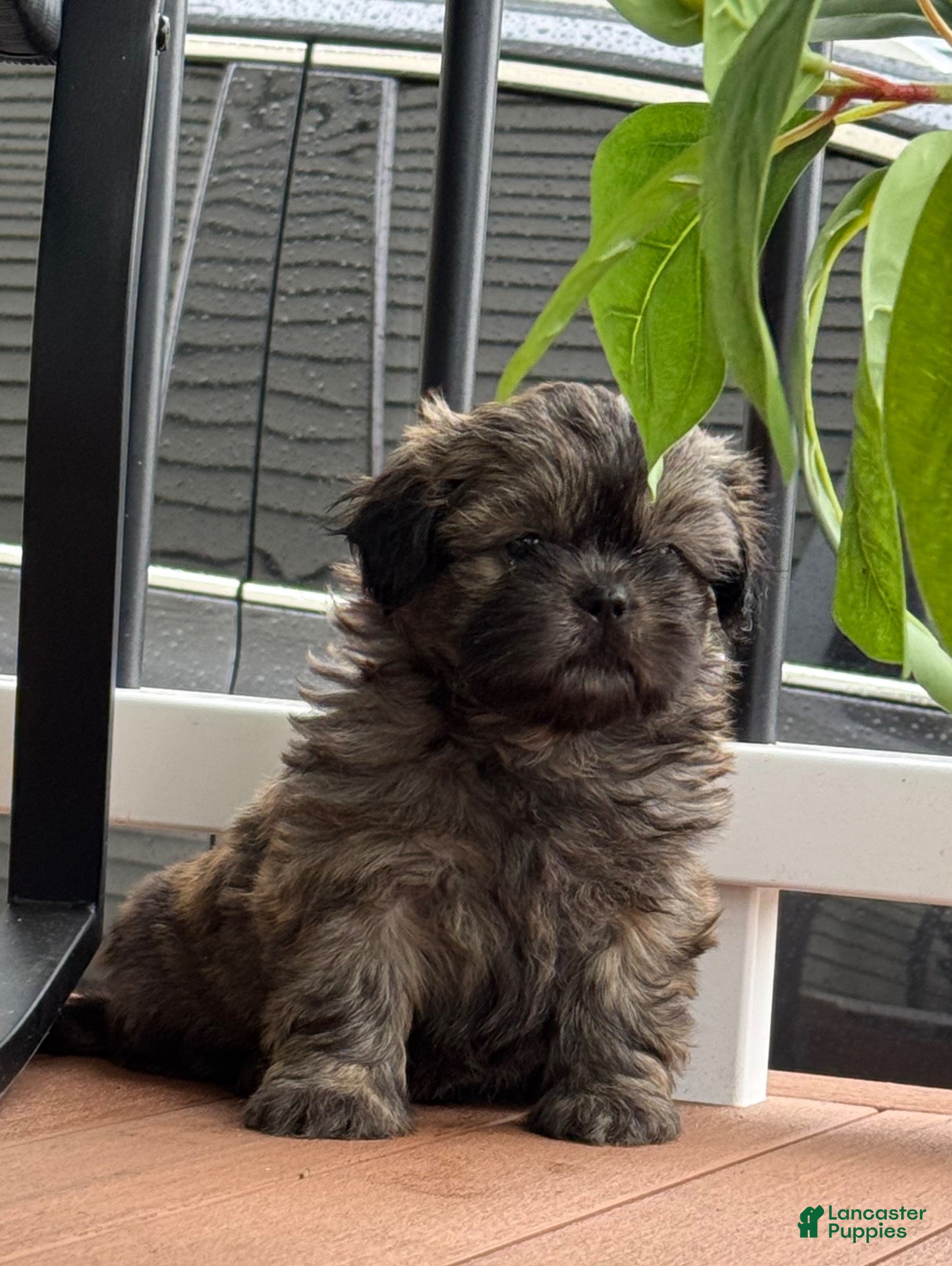 Shih Tzu dogs Shih Tzu 1 - Ad 2
