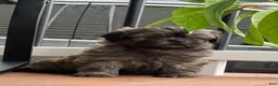 Shih Tzu dogs for sale: Shih Tzu 1 - Ad 1