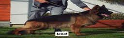German Shepherd dogs for sale: German Shepherd 1 - Ad 6