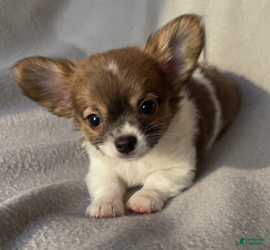 Chihuahua dogs Lil Margarita  - Ad 1