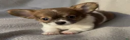 Chihuahua dogs for sale: Lil Margarita  - Ad 1