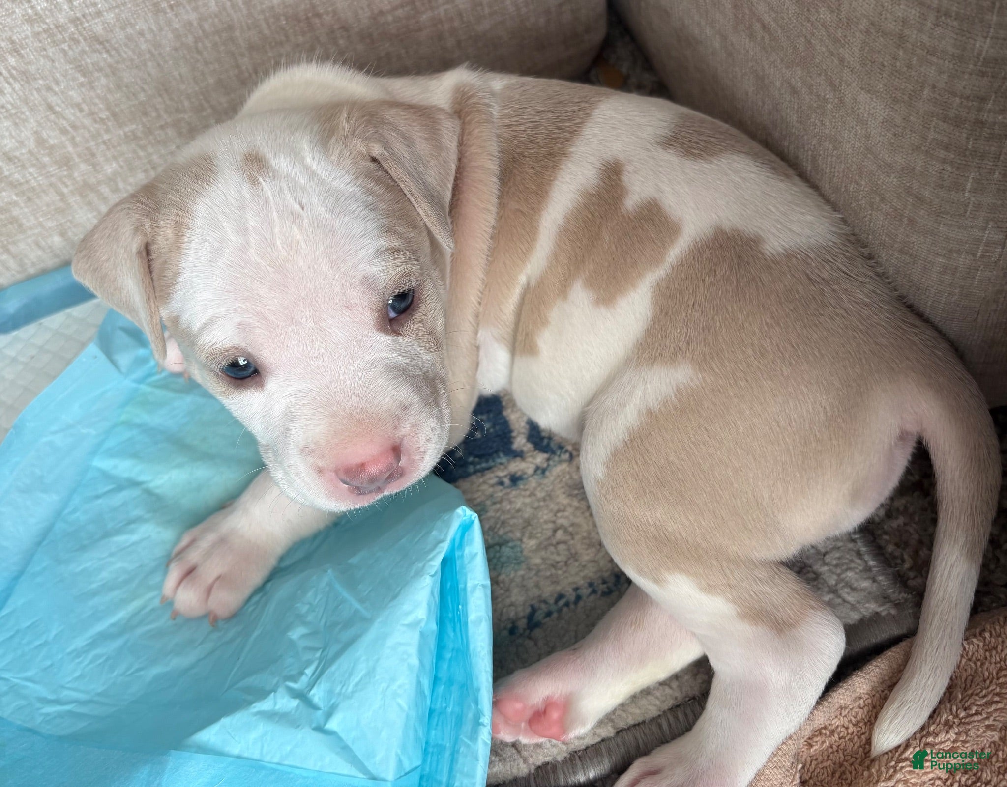 American Bully dogs American Bully 1 - Ad 31