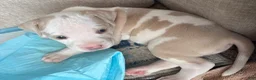 American Bully dogs for sale: American Bully 1 - Ad 1
