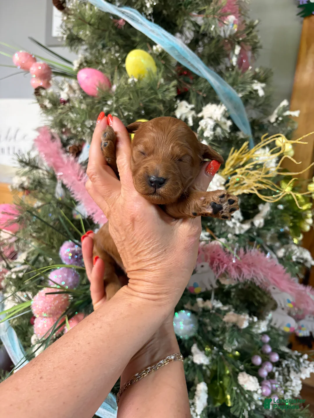 Mini Goldendoodle dogs for sale: Mini Goldendoodle Puppy 7 - Ad 1
