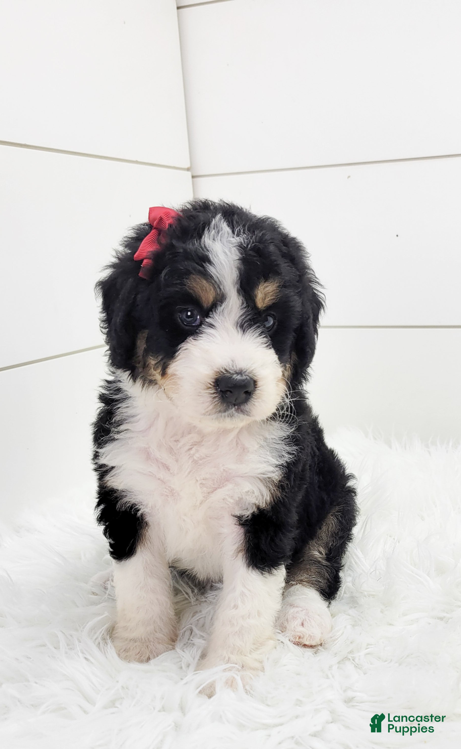 Bernedoodle dogs Bernedoodle Puppy 4 - Ad 31