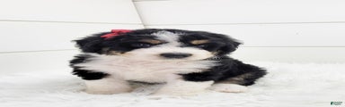 Bernedoodle Puppy 4