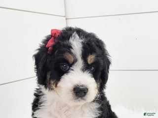 Bernedoodle dogs Bernedoodle Puppy 4 - Ad 31