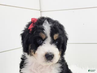 Bernedoodle dogs Bernedoodle Puppy 4 - Ad 42