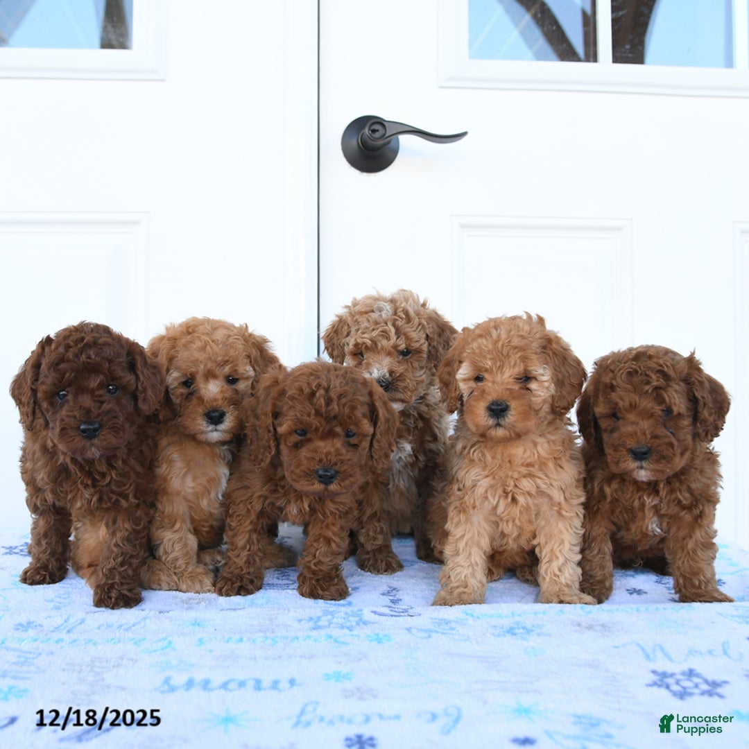 Miniature Poodle dogs for sale: Griffon - Ad 5