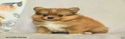 Pomeranian dogs for sale: Bouncer - Ad 3