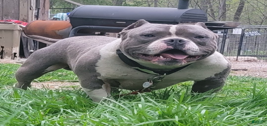 Gallery Image {{count}}