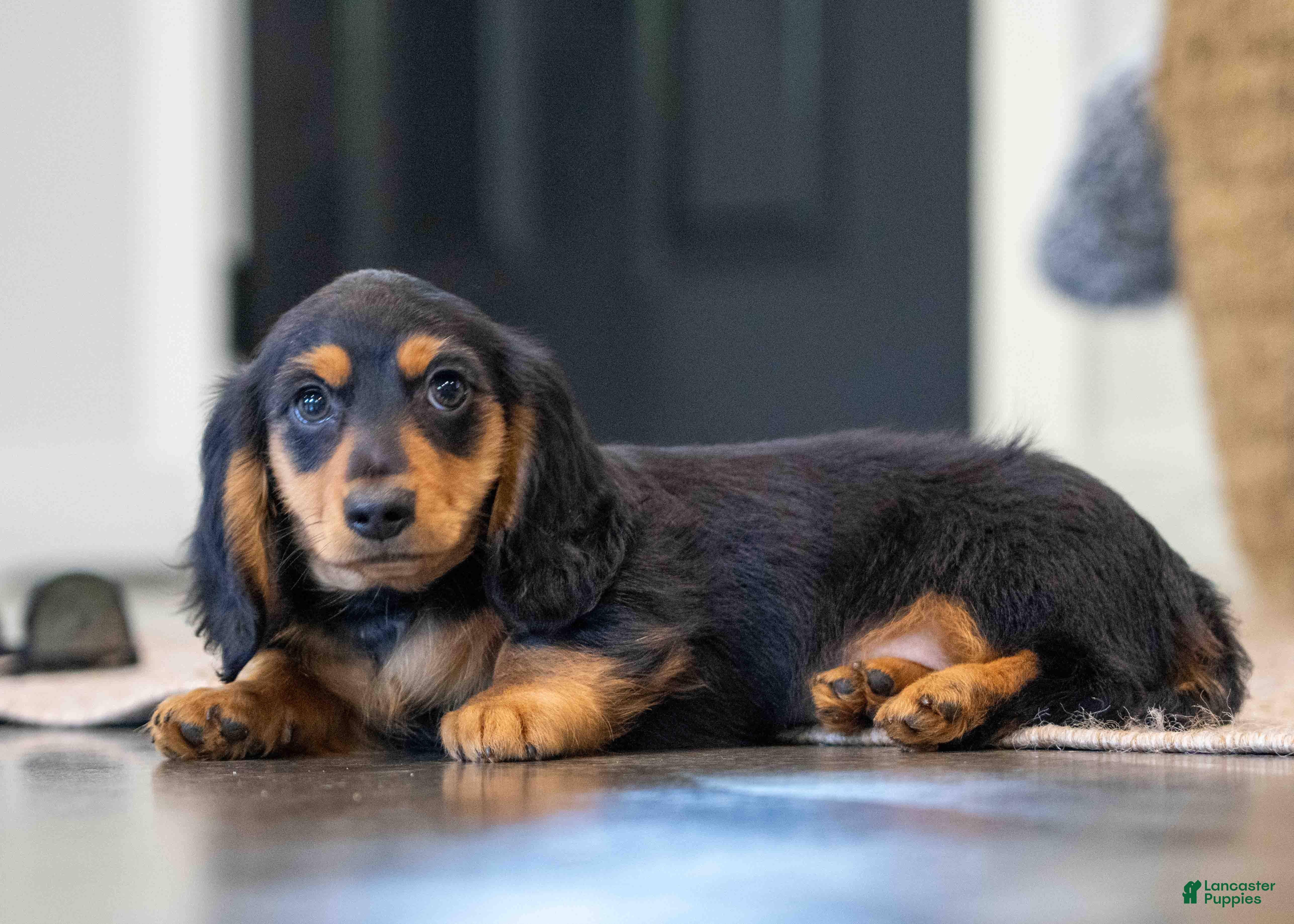Miniature Dachshund dogs Cookie - Ad 1