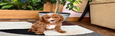 Cavapoo male 2