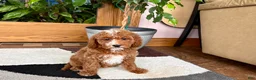 Cavapoo dogs for sale: Cavapoo male 2 - Ad 1
