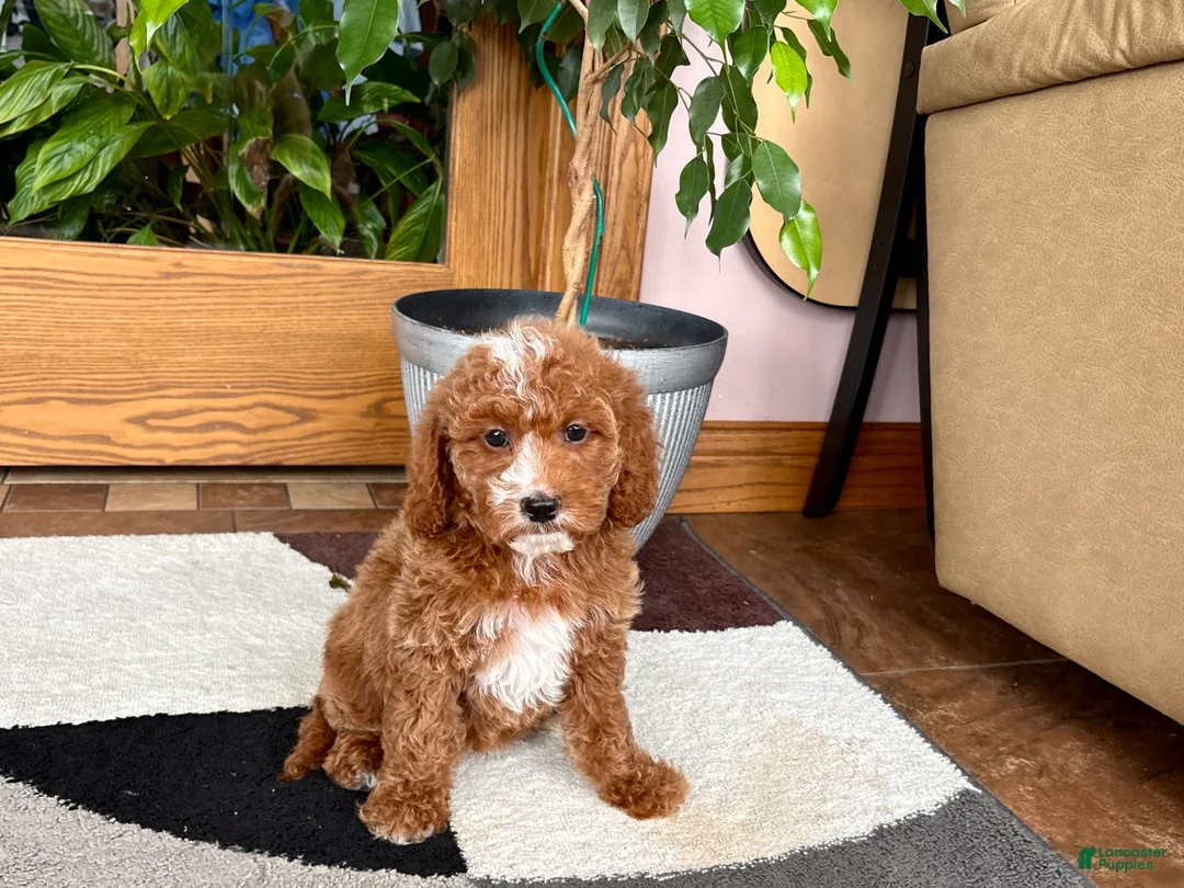 Cavapoo dogs for sale: Cavapoo male 2 - Ad 1