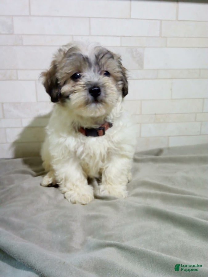 Maltipoo dogs George - Ad 1