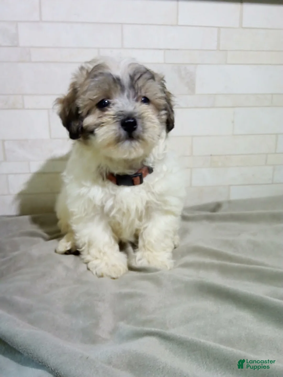 Maltipoo dogs for sale: George - Ad 1