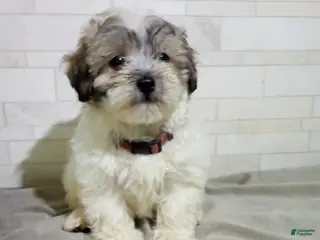 Maltipoo dogs for sale: George - Ad 4