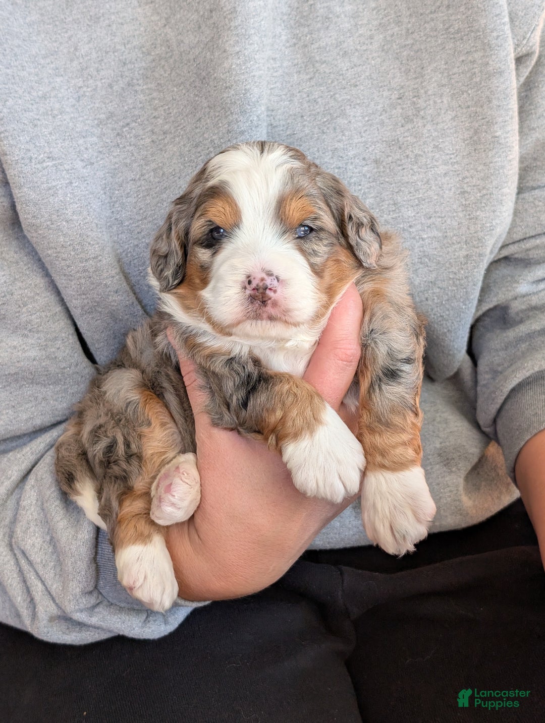 Mini Bernedoodle dogs for sale: Mini Sadie  - Ad 22