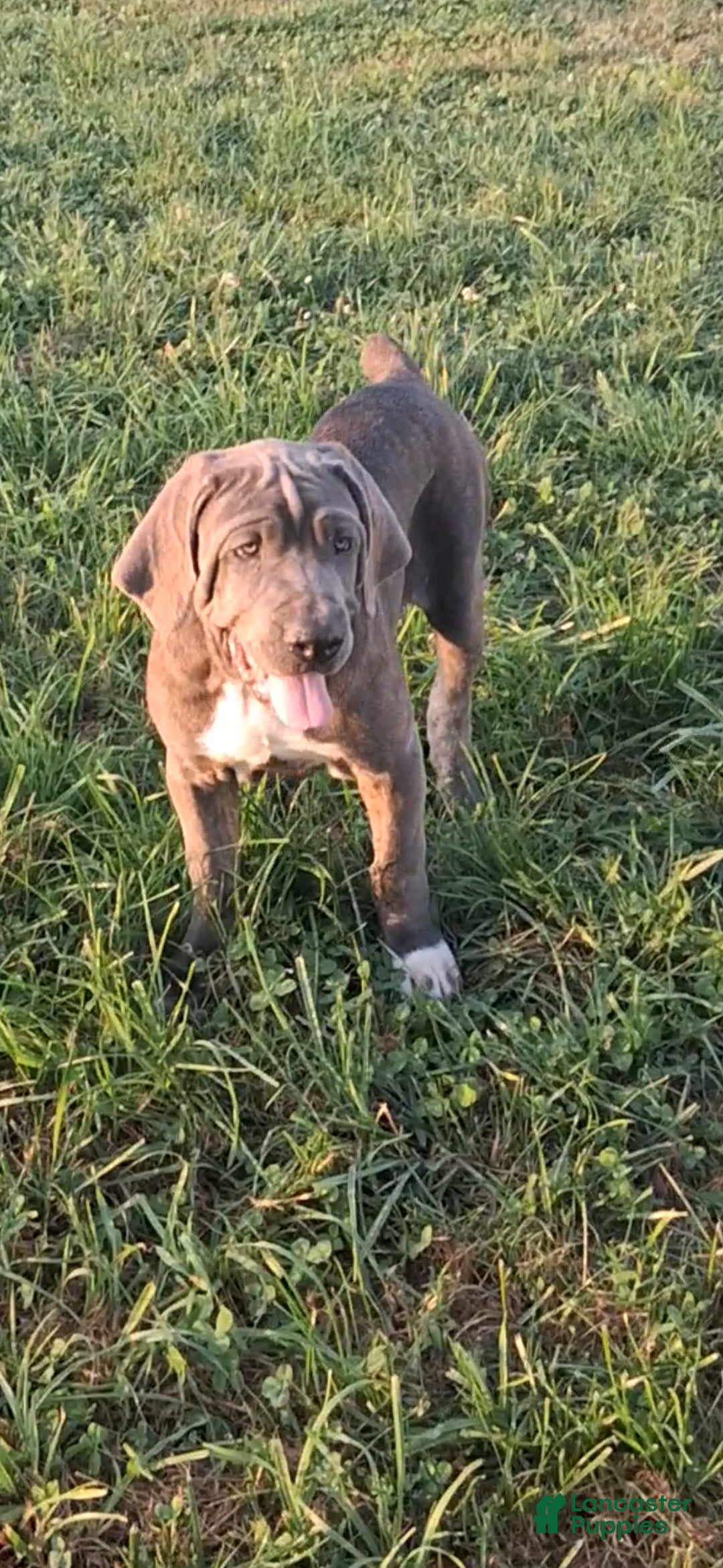Cane Corso dogs Charlie  - Ad 1