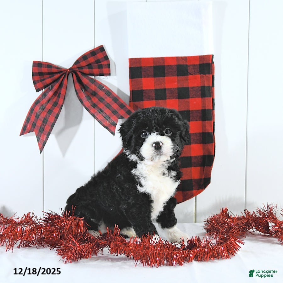 Mini Bernedoodle dogs Stella - Ad 6