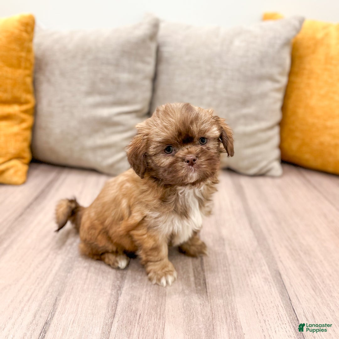 Shih Tzu dogs for sale: Sasha - Ad 2