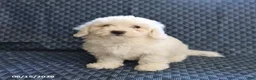 Bichon Frise dogs for sale: Bobby - Ad 4