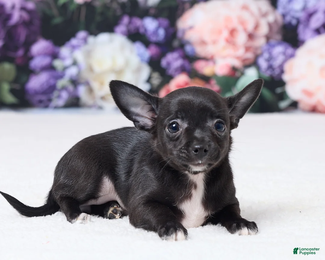 Chihuahua dogs for sale: Roxie - Ad 3