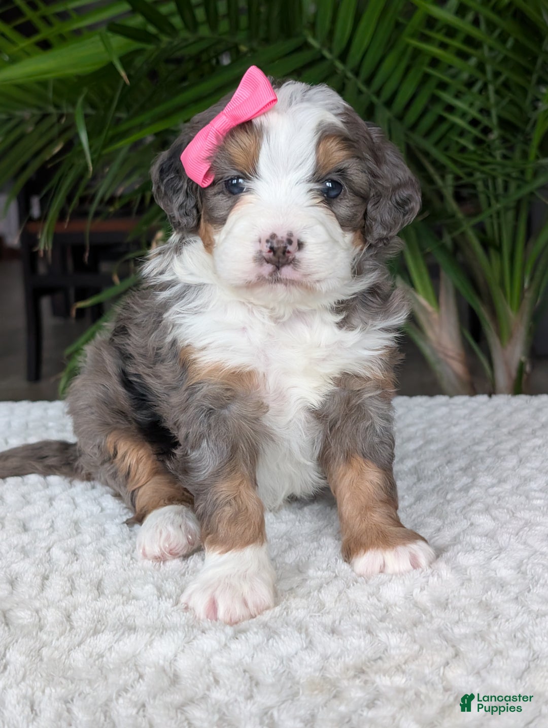 Mini Bernedoodle dogs for sale: Mini Emmie  - Ad 5