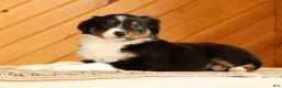 Australian Shepherd dogs for sale: Betsy - Ad 4