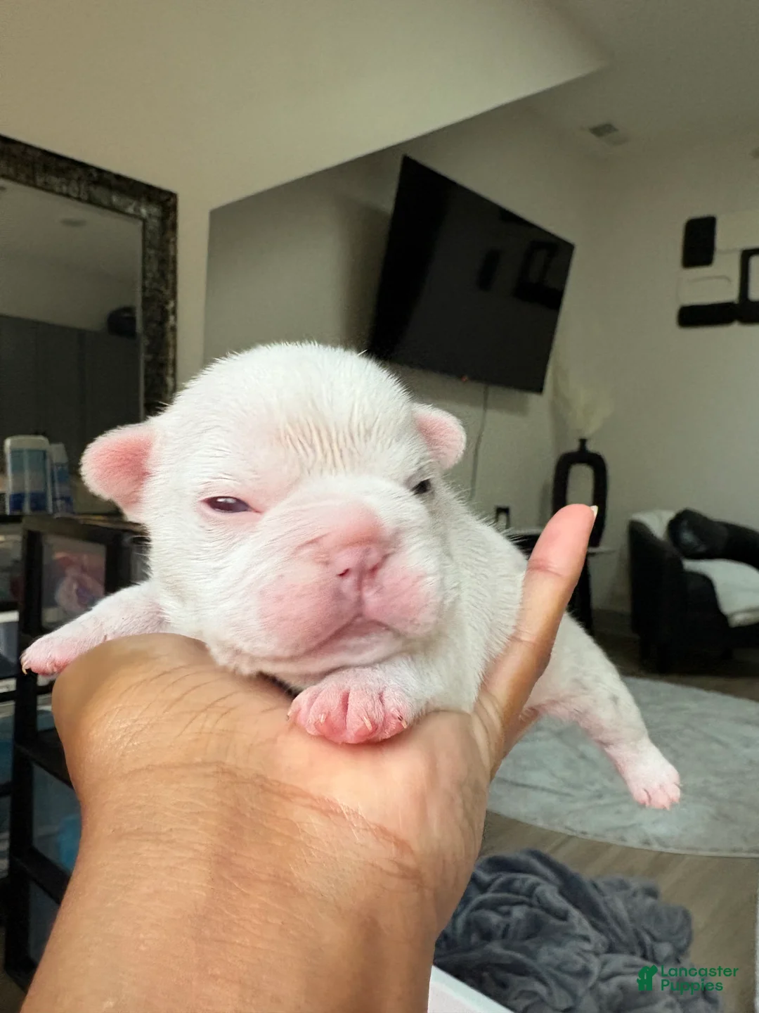 French Bulldog dogs for sale: Rylo - Ad 2