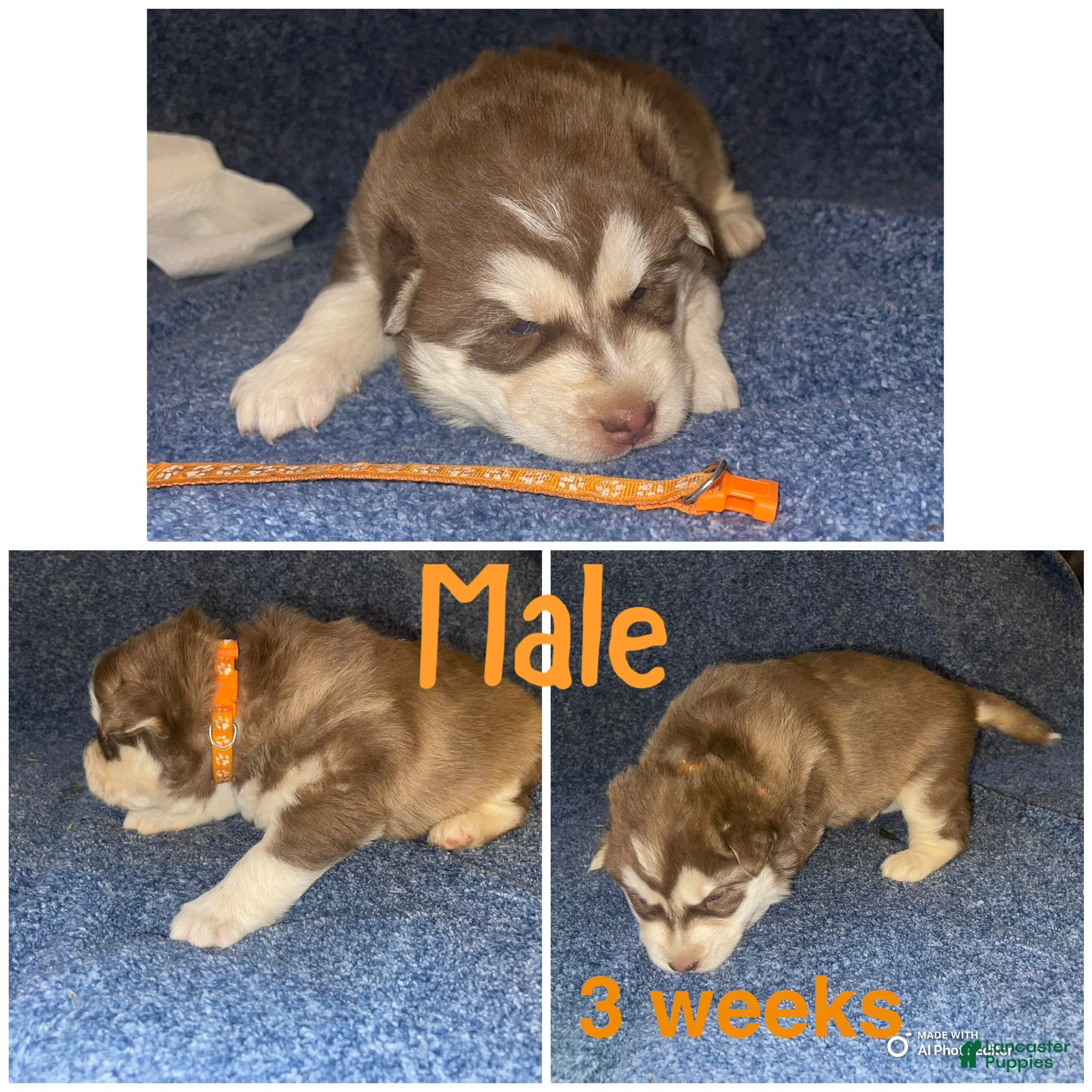 Siberian Husky dogs Siberian Husky Puppy 1 - Ad 20