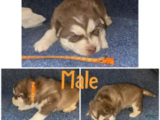 Siberian Husky dogs Siberian Husky Puppy 1 - Ad 20