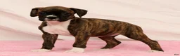 Boxer dogs for sale: Cookie - Ad 3